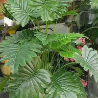 درختچه مصنوعی لمسی ۲۴ برگ