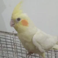 دو عروس هلندی دستی کامل خیلی ناز