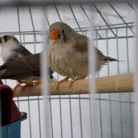 پرنده|پرنده|تربت جام, میان جام|دیوار