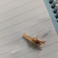 بچه لابستر سایز سه و دو سانت|ماهی|گرگان, |دیوار