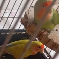 طوطی برزیلی|پرنده|چهاردانگه (تهران), |دیوار