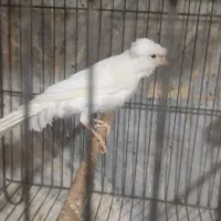 قناری نر|پرنده|باقرشهر, |دیوار