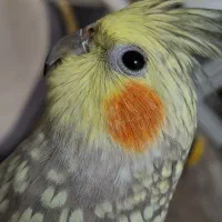 عروس هلندی نر و ماده|پرنده|پاکدشت, پاکدشت (مامازند)|دیوار