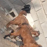 کهره نر ماده