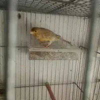 قناری ماده برا سهره آماده جفت هنوز جفت نخورده