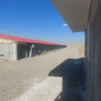 کار کر مرغداری کوشتی