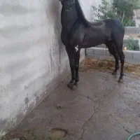 اسب نژاددار پرخون