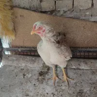 فروش یک عدد یخ چال