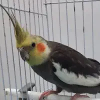 عروس هلندی گمشده