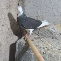 کبوتر|پرنده|چورزق, |دیوار