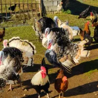 بوقلمون نر و ماده