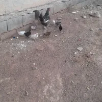مرغ با ۹عدد جوجه محلی اصل یک ماه و نیم ۳۸۰۰