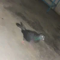 کفتر سرور ماده