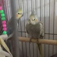 عروس هلندی|پرنده|بومهن, |دیوار