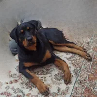 سگ گمشده نژاد روتوایلر( 20 میلیون مژدگانی)