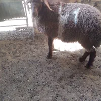 بره ماده