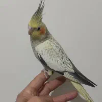 سلام جوجه دوماهه کاملاً دونخور سالم و سرحال|پرنده|تهران, جوادیه تهرانپارس|دیوار