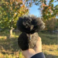 جوجه گمشده حوالی سالن های ورزشی فیرورق