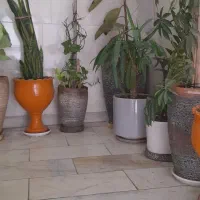 گل وگلدان|گل و گیاه طبیعی|تهران, هاشمی|دیوار