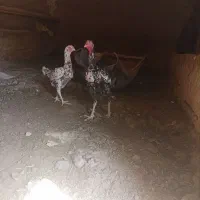 مرغ و خروس