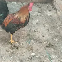خروس جوان