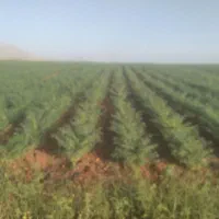 نخود مخصوص بذر