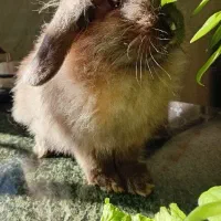 خرگوش سوپر لپی خونگی