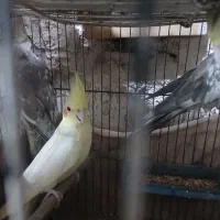 فروش جمله عروس هلندی یا معاوضه فقط با گرینچک