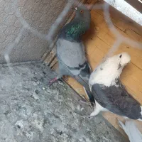 کفتر پرشی|پرنده|کهریزک, |دیوار