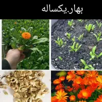 بذرگلهای‌یک‌ساله|گل و گیاه طبیعی|سوسنگرد, |دیوار