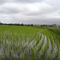 فروش برنج طارم هاشمی