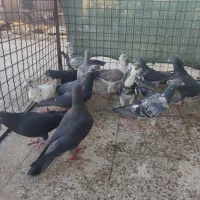 کفتر هوایی|پرنده|شیراز, کوشک میدان|دیوار