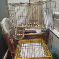 قفس بزرگ کاسکویی