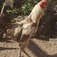 فروش خروس خانگی لاری