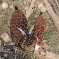 ۳عددبزپاکستانی|حیوانات مزرعه|اسفرورین, |دیوار