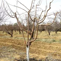 هرس کاری وبرش درختان