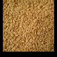 گندم دیم درجه یک بدون اشغال و درشت