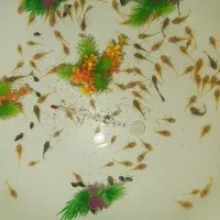 لجنخوار پوزه بوته ای
