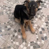 پت خانگی|سگ|پاکدشت, پاکدشت (مامازند)|دیوار