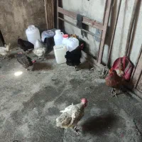 مرغ خانگی|حیوانات مزرعه|مشهد, ثامن|دیوار