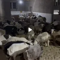 بره نر و ماده درجه یک