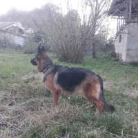 سلام سگ ژرمن اصیل|سگ|لاهیجان, آهندان|دیوار