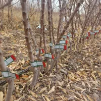 نهال و نهالستان تک نهال|خدمات باغبانی و درختکاری|چناران, |دیوار