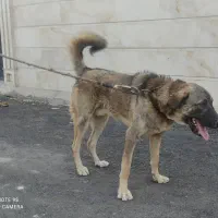 سگ ژرمن پژدر|سگ|قره چای, |دیوار