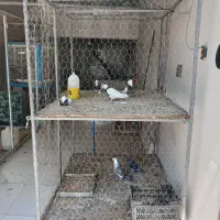 تله توری کفتری باگنجه کفتری چرخداروسایل پرنده