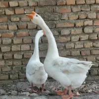 یک جفت قوغاز سفید اصیل بالغ