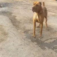سگ گم شده|حیوانات|نیشابور, مازول|دیوار