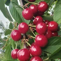 خریدار گیلاس والبالو مجار هستیم