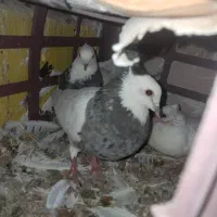 20جفت کبوتر طوقی|پرنده|رباط‌کریم, رباط‌کریم|دیوار