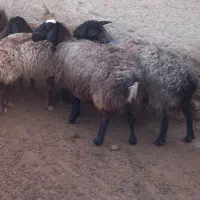 میش